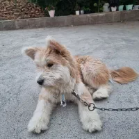 توله نژاد هاسکی و شیتزو