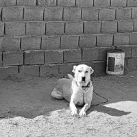 واگزاری سگ گله معاوضه با کبوتر