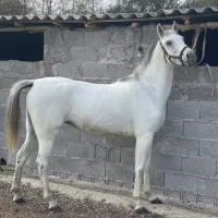 مادیان کرد 5 سال درشت دولا فقیر ارام شکم خالی