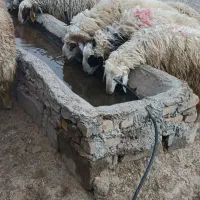 90راس بره صادراتی