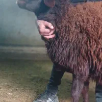 بره قوچی اصل نژاد افشار قره قزل