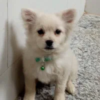 سگ پامر روباهی