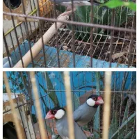 قناری سهره فنچ مرغ‌عشق انگلیسی فروش یا معاوضه|پرنده|شیراز, شاه قلی بیگی|دیوار