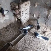 ۶ عدد کبوتر سینه نر