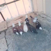 کفتر خوش رنگ|پرنده|کاشان, پشت شهربانی|دیوار