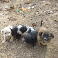 سگ پاکوتاه|سگ|تهران, شمشیری|دیوار