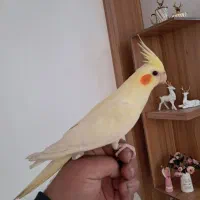 چند عدد عروس هلندی فول فول اهلی