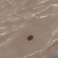 سنگ شب نما|جواهرات|رباط‌کریم, الارد|دیوار