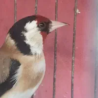 سهره نر مست