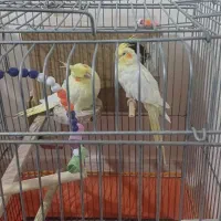 جفت عروس هلندی|پرنده|زنجان, |دیوار