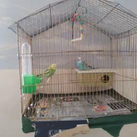 مرغ عشق