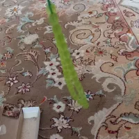 تسبیح شاه مقصود