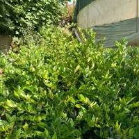 فروش‌یاس‌هلندی