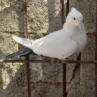 پلاکی شهری و رنگی|پرنده|کوهنجان, |دیوار