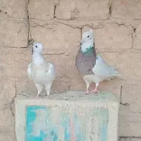 کبوتر