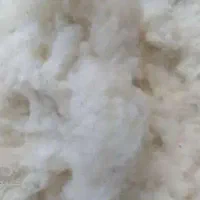 پنبه تمیز درحدنو