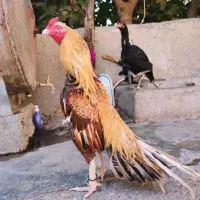 خروس لاری - جوجه لاری