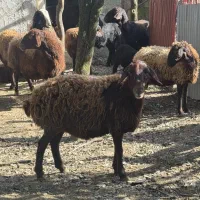 فروش پنج راس میش شال و افشار