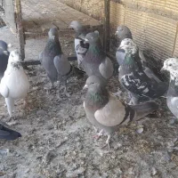 کبوتر