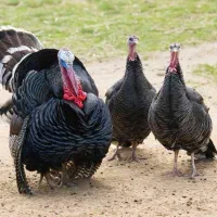 بوقلمون زنده