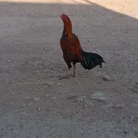 خروس لاری سرحال