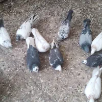 ۱۵کفتر کرفتنی|پرنده|اسلام‌شهر, شهرک قائمیه|دیوار