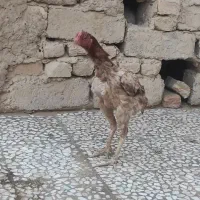 مرغ لاری اصل