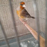 سهره قناری دهن دار
