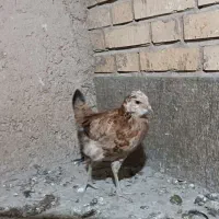 مرغ خروس جوجه گلین|حیوانات مزرعه|شیراز, گویم|دیوار