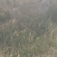 واگذاری ماچه سرابی گوسفندی تظمینی|سگ|ساوه, |دیوار