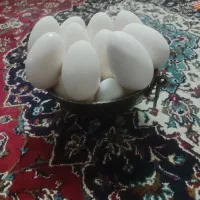 تخم مرغ رسمی وتخم غاز