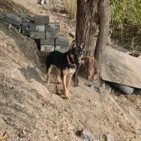 سگ ژرمن 7ماه جنسیت نر|سگ|مهاباد (آذربایجان غربی), |دیوار