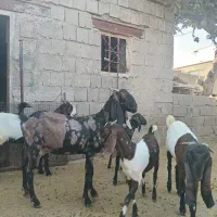 بزداشتی