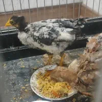 جوجه دورگ لاری