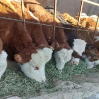 گاو.      گوساله نر