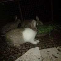 خرگوش|موش و خرگوش|رستم‌آباد, |دیوار