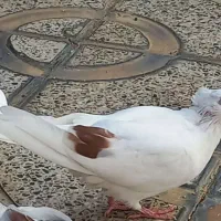 کبوتر لونداردرجه یک آگهی رو بخون