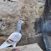 صید شده
