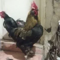 خروس محلی پرپا سالم ودرشت.معاوظه هم میکنم