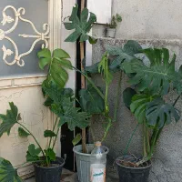 فروش انواع گلهای آپارتمانی با بهترین کیفیت|گل و گیاه طبیعی|کازرون, |دیوار