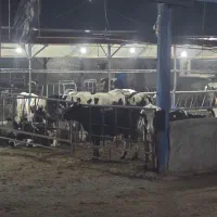 کارگر دامداری