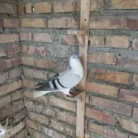 یک عدد ساده سبزنر