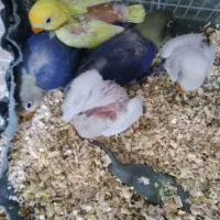 کوتوله موجود هست|پرنده|تربت جام, نظامی|دیوار