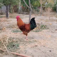 خروس قرمز جوان|حیوانات مزرعه|مشهد, امیریه|دیوار