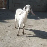 بزغاله نره|حیوانات مزرعه|بجنورد, |دیوار