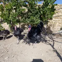 بوقلمون چاق و ارگانیک برنزسینه پهن|حیوانات مزرعه|ابهر, |دیوار