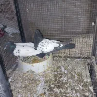 کبوتر سینه ای|پرنده|بابا حیدر, |دیوار