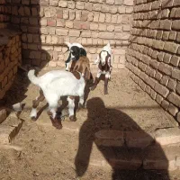 3راس کولار پاکستانی زایده|حیوانات مزرعه|بردسکن, |دیوار