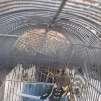 سهره رسمی ماده