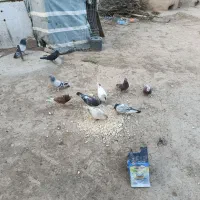 کبوتر فروشی